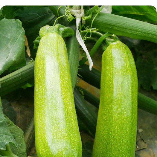 丰顺县西葫芦瓜苗四季油亮早熟早春瓜苗