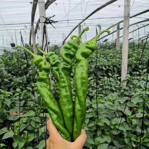 螺丝椒苗，大果型，抗病性强，免费技术指导。