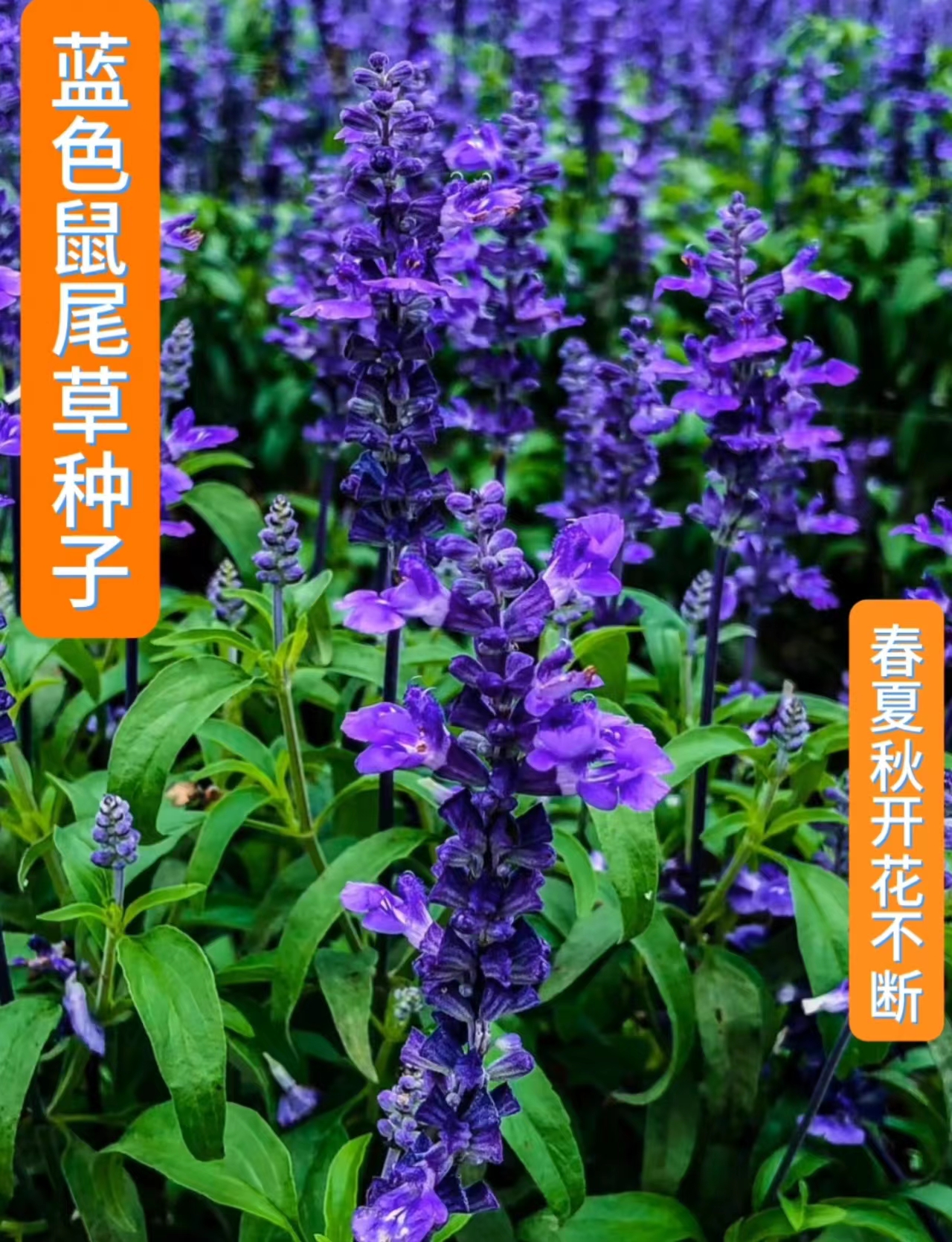 沭阳县鼠尾草种子蓝花庭院耐阴植物花种籽子四季播种开花一串蓝花卉花籽