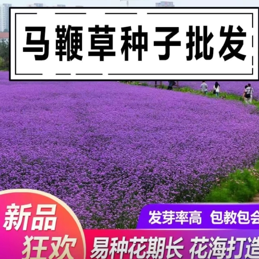 沭阳县柳叶马鞭草种子马鞭草苗种子籽景观花海打造四季种植多年生植物