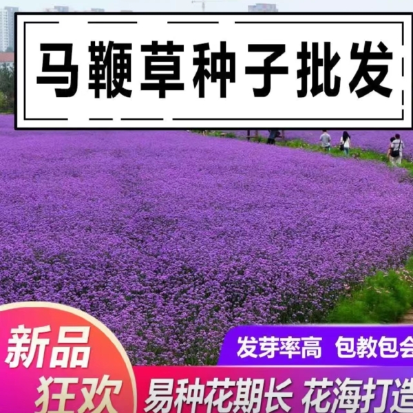 柳叶马鞭草种子马鞭草苗种子籽景观花海打造四季种植多年生植物