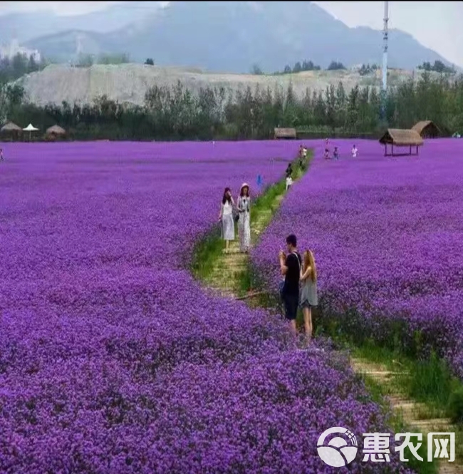 柳叶马鞭草种子马鞭草苗种子籽景观花海打造四季种植多年生植物