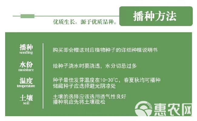 柳叶马鞭草种子马鞭草苗种子籽景观花海打造四季种植多年生植物