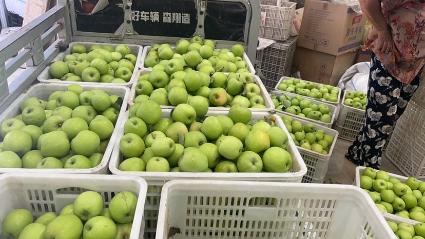 郑州早熟苹果