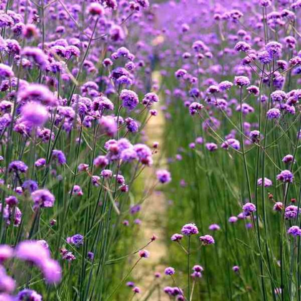 柳叶马鞭草种子马鞭草苗种子籽景观花海打造四季种植多年生植物