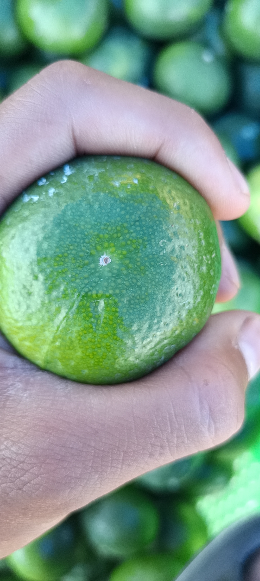 特早蜜橘小果