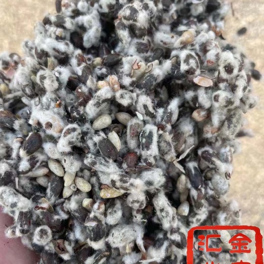 新疆优质光籽/棉籽最近价格