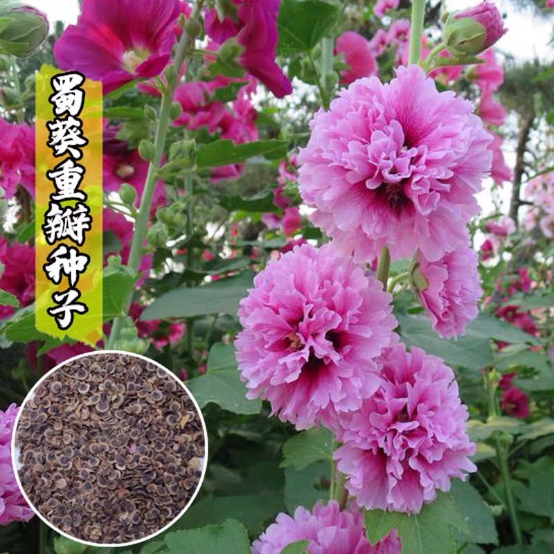 沭阳县重瓣蜀葵种子混色一丈红种子室外庭院多年生四季开花易活花卉种子