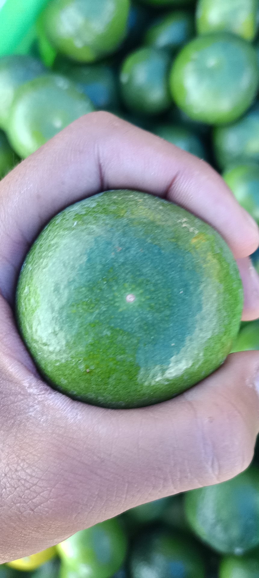 特早蜜橘小果