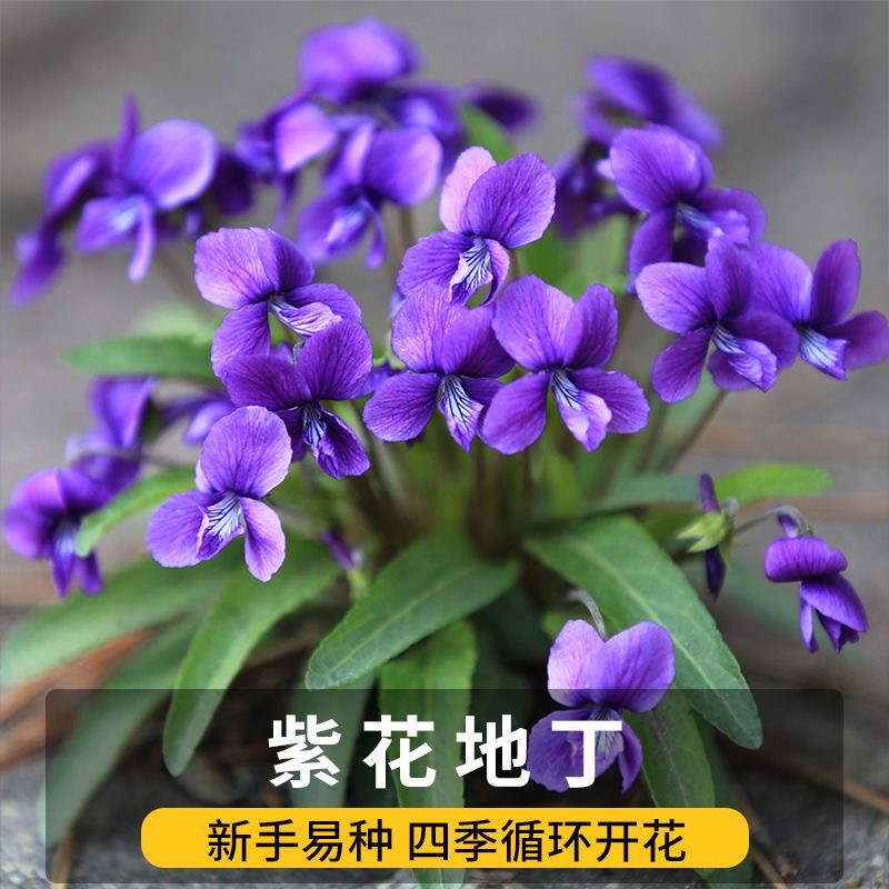 沭阳县花草紫花地丁种子耐寒被耐阴多年生花种四季花籽花地丁紫花矮生