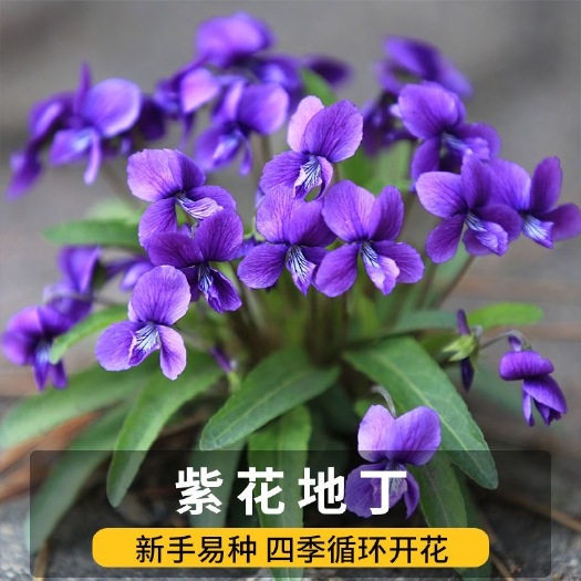 花草紫花地丁种子耐寒被耐阴多年生花种四季花籽花地丁紫花矮生