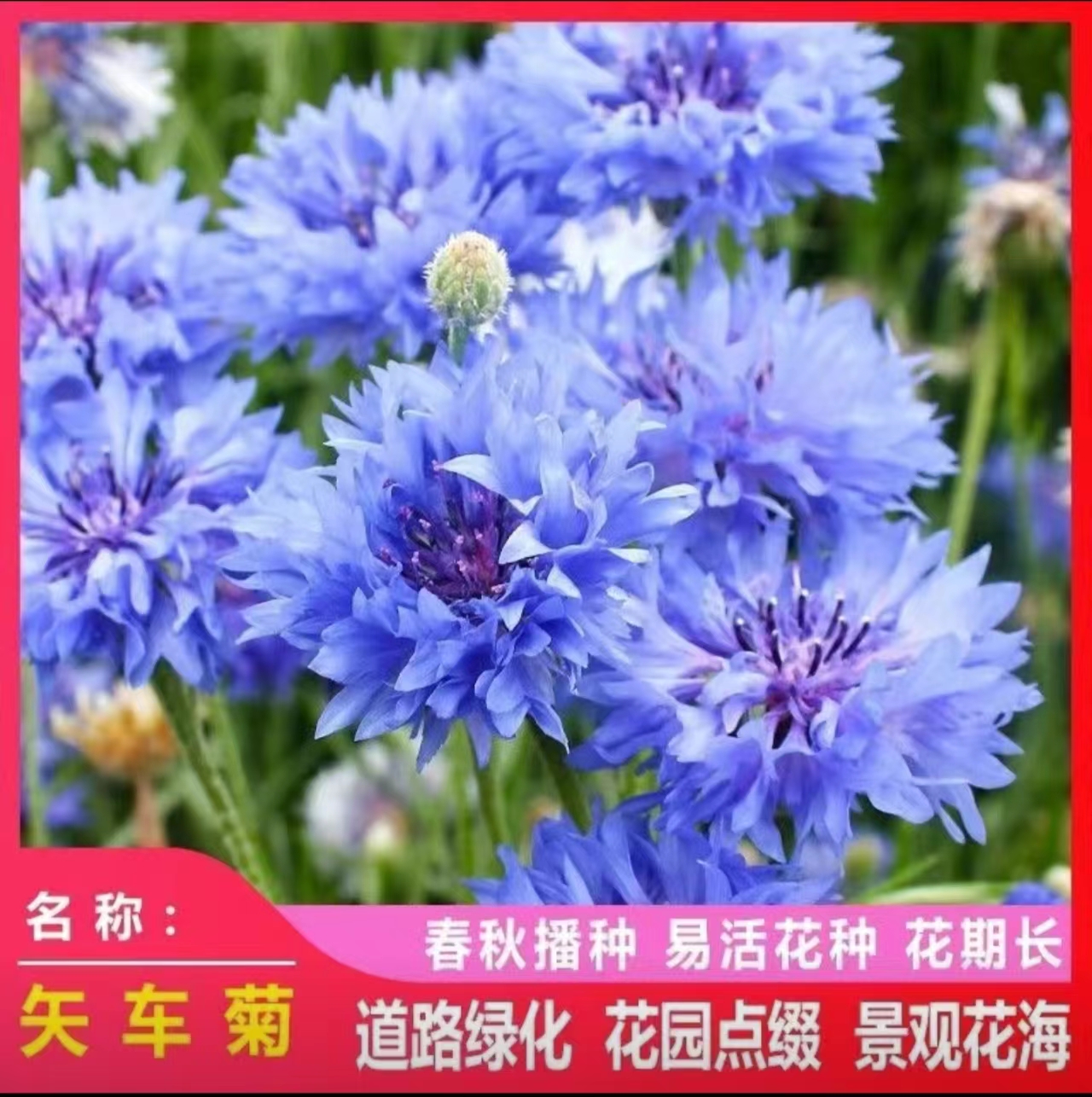 矢车菊种子花种子四季花籽耐寒花草美丽花海乡村庭院花种子