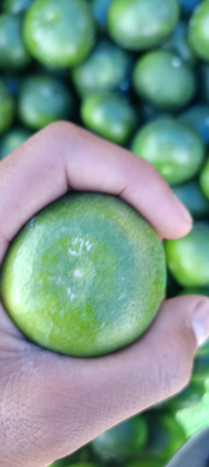 特早蜜橘小果