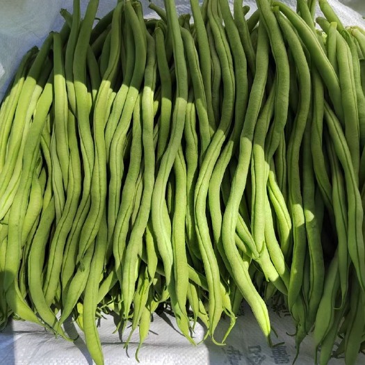 沽源县豆王上市中需要的电话联系