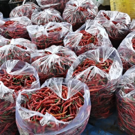 三台县红二荆条辣椒