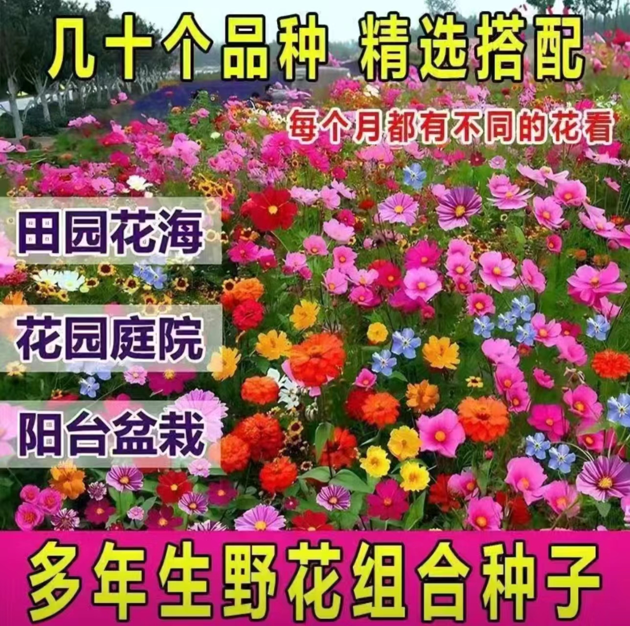 沭阳县多年生野花组合种子耐寒耐旱开花不断四季易种易活庭院绿化花种子