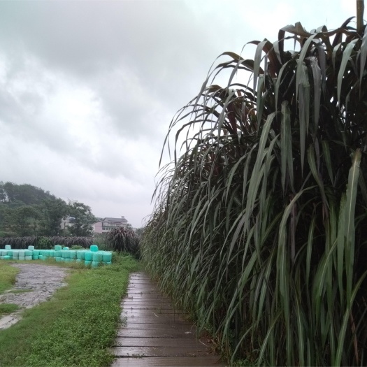 达州高蛋白牧草青储包
