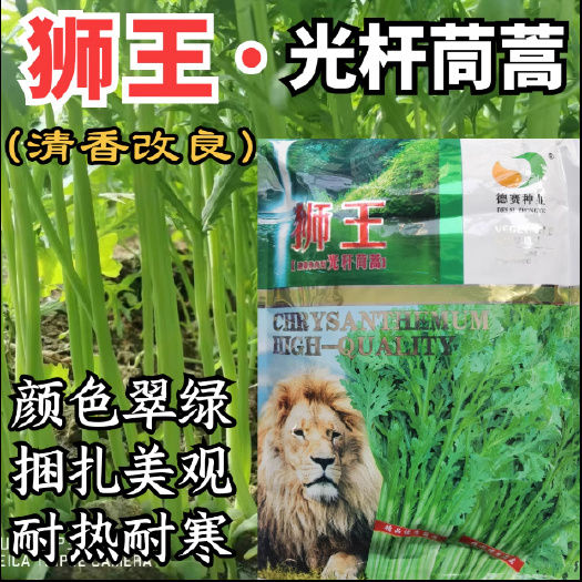 狮王光杆茼蒿菜种子 小叶茼蒿种籽耐热耐寒春夏秋四季蔬菜种子孑