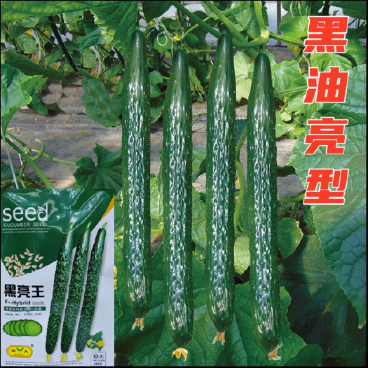 常德强大黑亮王黄瓜种子油亮型黄瓜 密刺 抗病大棚 露地 黄瓜种子