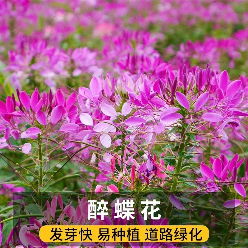 醉蝶花种子四季开花易种活阳台绿植庭院花卉种子景观花海花籽观花