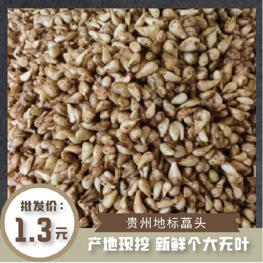 兴义市精品藠头无叶大颗新上市贵州高山藠头味道浓郁可洗可带泥产地直供