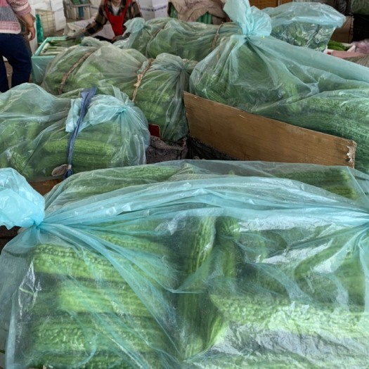 寿光市寿光苦瓜产地货源现摘现发电商社区团购赶集商超精品新鲜苦瓜