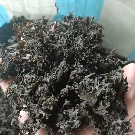 同心县免洗地皮菜，干净无杂质，泡发力1斤泡发12-13斤左右