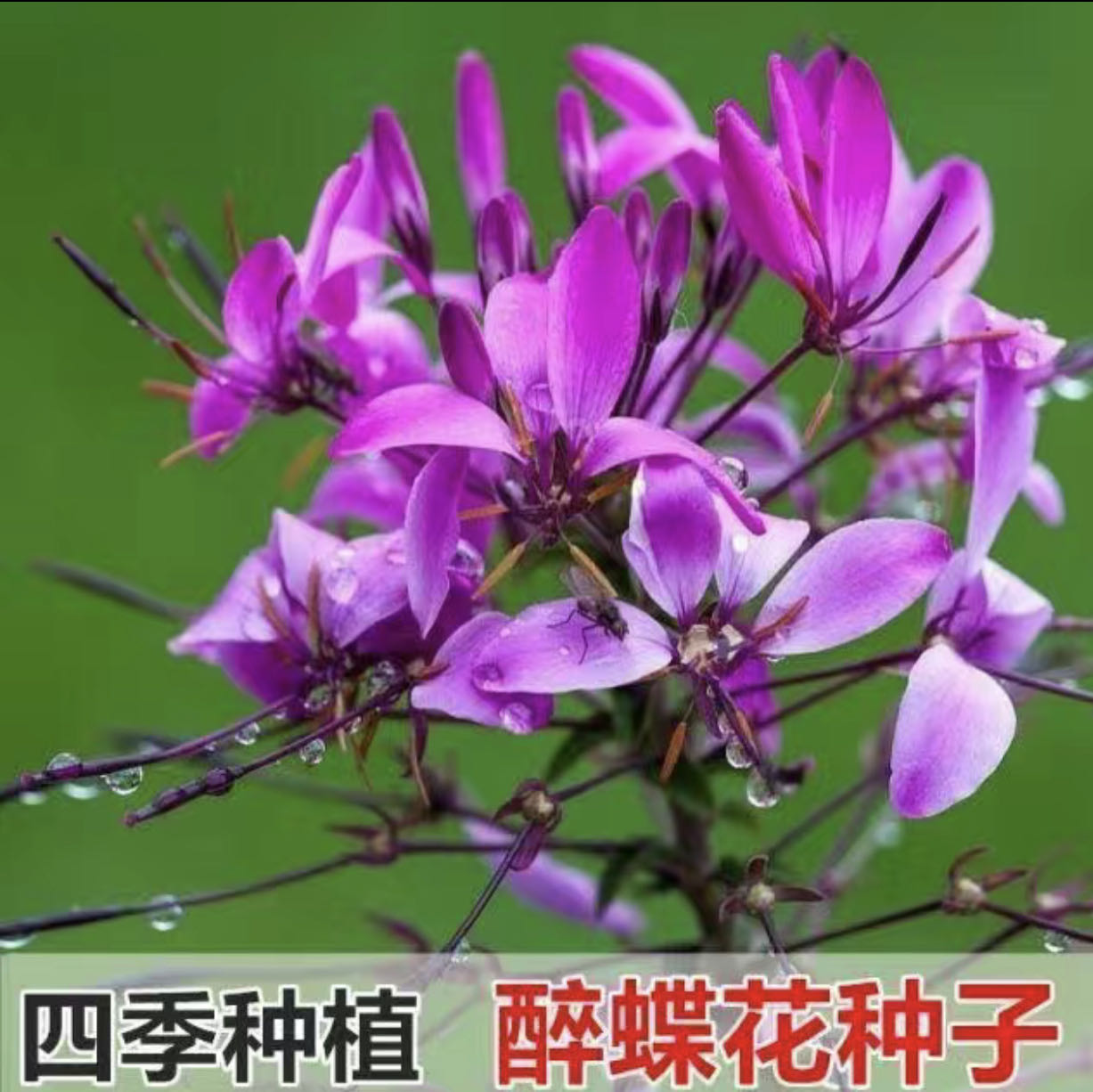 醉蝶花种子四季开花易种活阳台绿植庭院花卉种子景观花海花籽观花