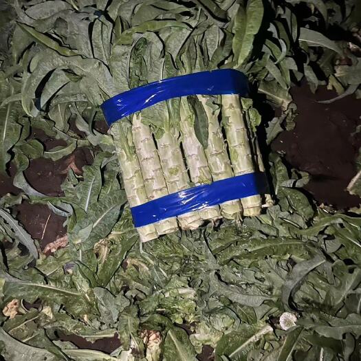 察右中旗内蒙青叶莴笋