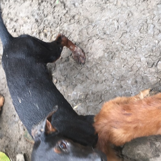 宿州金毛，苏联红，德国牧羊犬