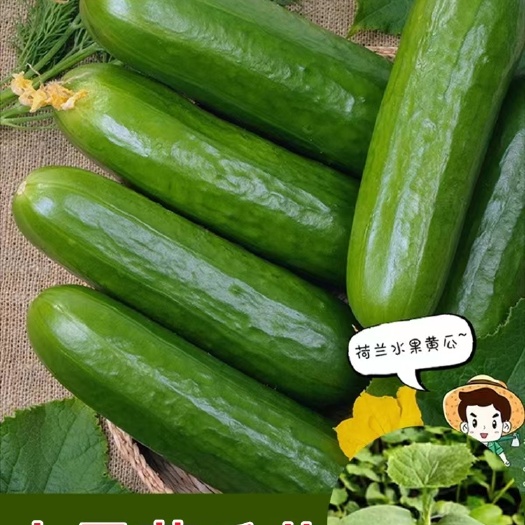 丰顺县黄瓜苗，水果黄瓜苗，无刺黄瓜苗，产量高，种苗基地直发