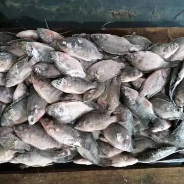 长沙饲料鱼