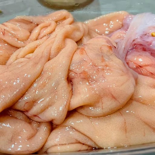 连云港深海安康鱼肝鱼肚鱼籽鮟鱇鱼蛤蟆鱼花胶鱼鳔鱼杂灯笼鱼活鱼现摘