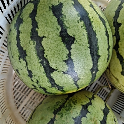 美都西瓜