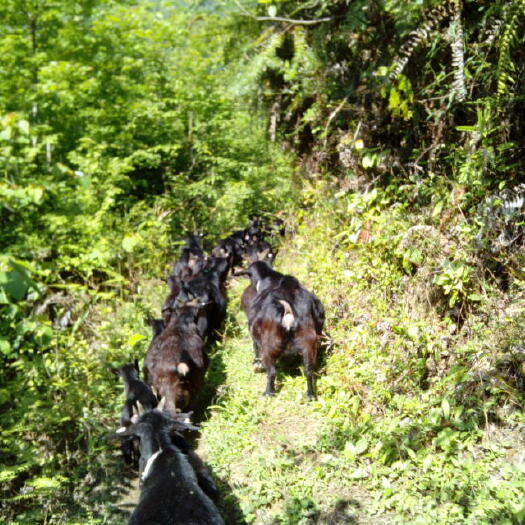 遂川县黑山羊批发江西全国出售