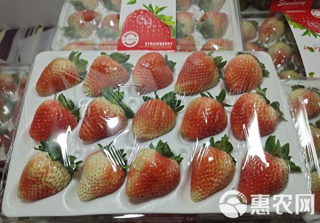 云南夏季草莓 全国各地发货 烘焙蛋糕茶饮 夏季酸草莓当季水果