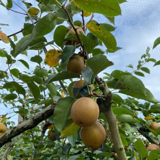 金溪县金溪黄花梨