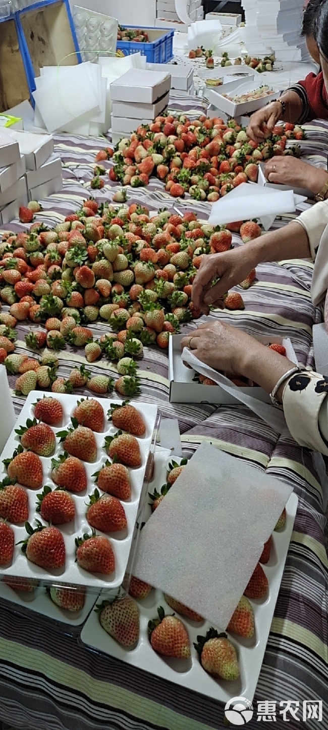 云南夏季草莓 全国各地发货 烘焙蛋糕茶饮 夏季酸草莓当季水果