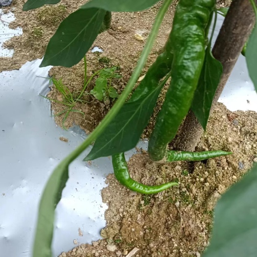 隆回县辣椒