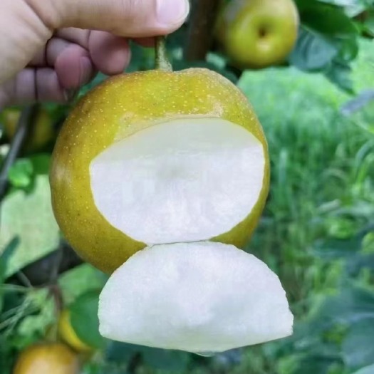 上海崇明翠冠梨