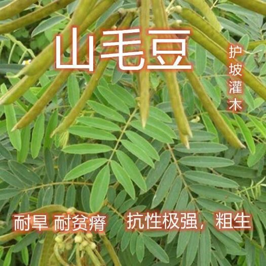 沭阳县山毛豆种子护坡灌木种子耐旱耐酸盐碱公路铁路护坡绿化