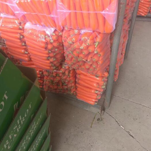 通许县胡萝卜  基地直供，大量有货，供应市场、电商、工厂、商超
