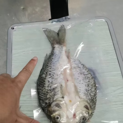 华容县液氮速冻三去鲫鱼