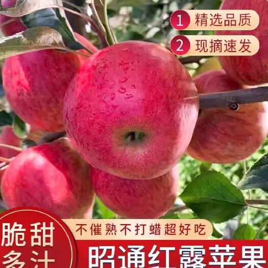 昭通云南昭通红露苹果水果新鲜当季富士现摘冰糖心10斤纯甜丑苹果