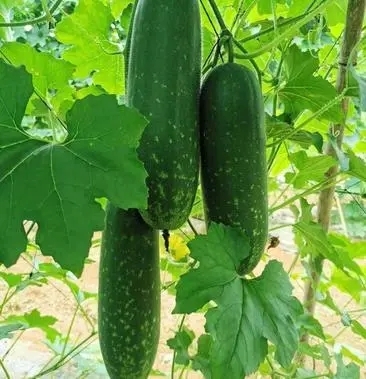丰顺县毛瓜苗 节瓜苗 直播瓜苗 嫁接瓜苗 育苗基地 直供 可代工