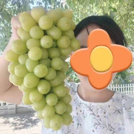 阳光玫瑰 晴王