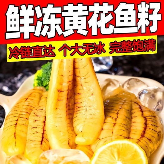 连云港黄花鱼籽新鲜鱼籽鱼泡冷冻大黄鱼籽鱼卵黑鱼籽水产批发商用黄鱼蛋