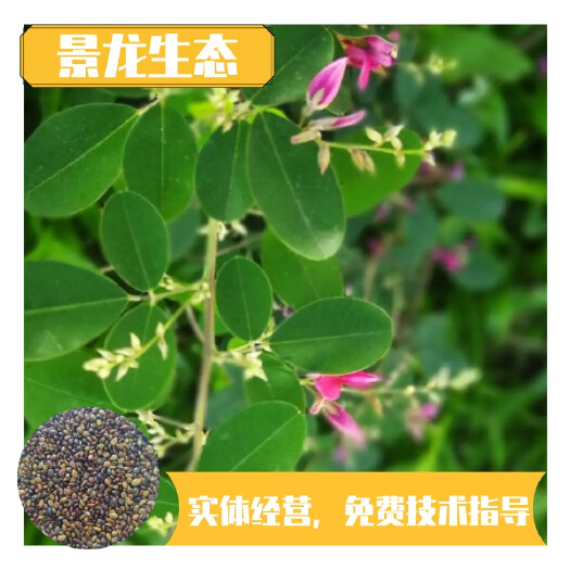 南宁胡枝子种子 发芽率高易成活护坡灌木草种