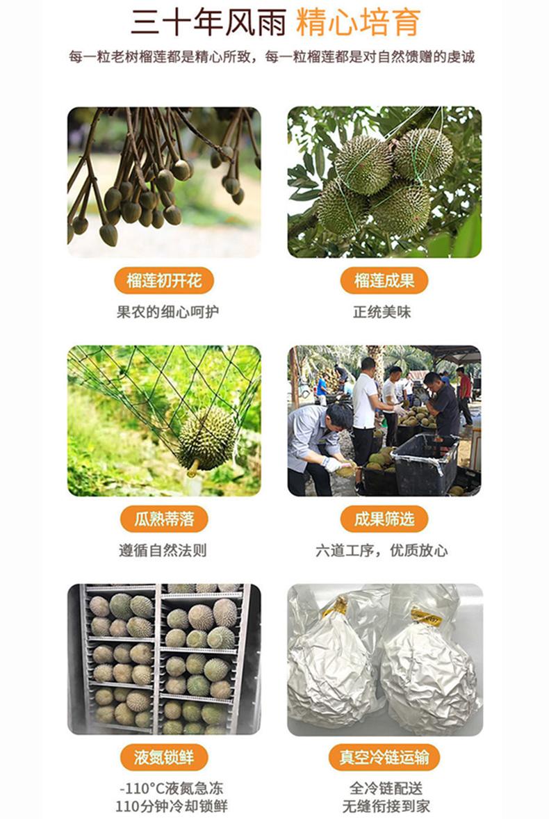 马来西亚猫山王榴莲D197新鲜带壳顺丰包邮一件代发