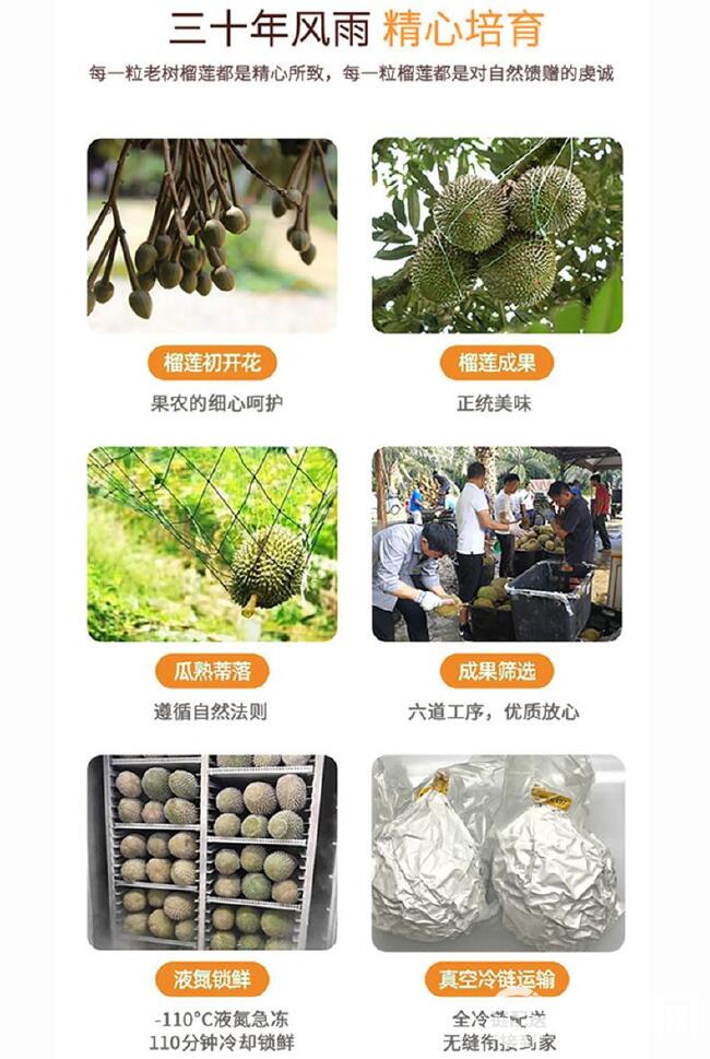 马来西亚猫山王榴莲D197新鲜带壳顺丰包邮一件代发